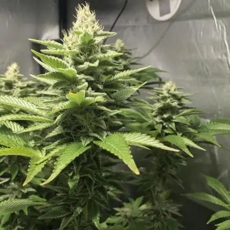 Cultivo Invierno 25’