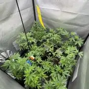 SOG: Oreoz Milkshake f2