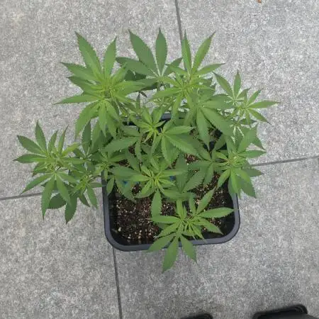 Liberty Haze Exterior