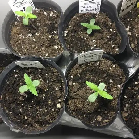 Mix auto - BSF y Dutch Passion