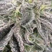 SOG: Oreoz Milkshake Fenotipo 1