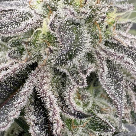 SOG: Oreoz Milkshake Fenotipo 1