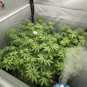 ultimo ciclo del año🌱💚