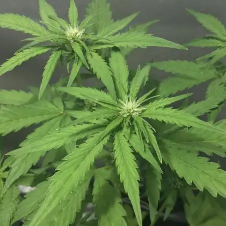 Mix auto - BSF y Dutch Passion