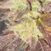 Mix auto - BSF y Dutch Passion