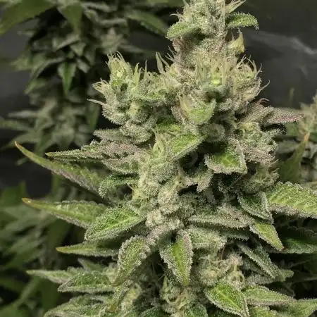 Cookies Kush: ciclo 13/11