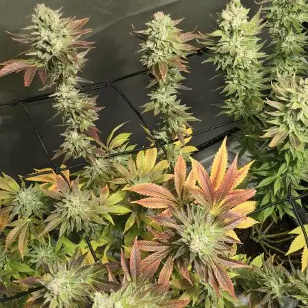 Cookies Kush: ciclo 13/11