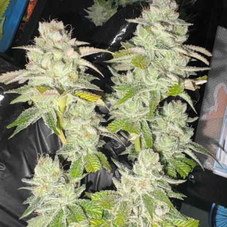 SOG: Oreoz Milkshake f4