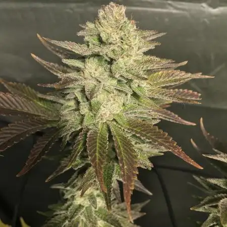 Cookies Kush: ciclo 13/11