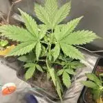 Mix auto - BSF y Dutch Passion