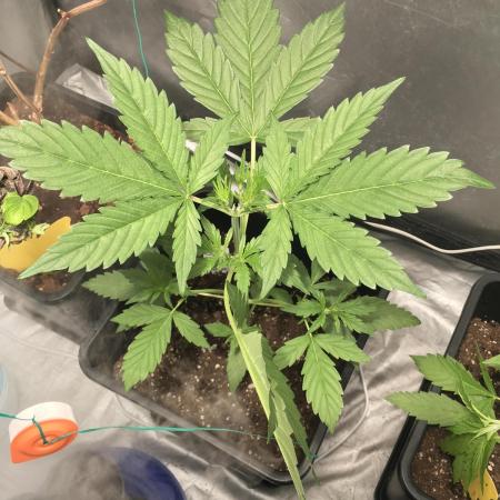 Mix auto - BSF y Dutch Passion