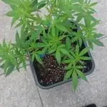 Liberty Haze Exterior