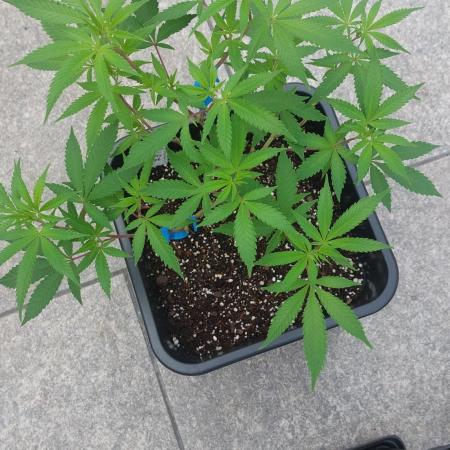 Liberty Haze Exterior