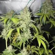 Oreoz Milkshake f3