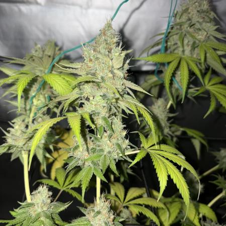 Oreoz Milkshake f3