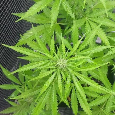 Mix auto - BSF y Dutch Passion