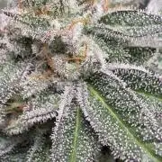 SOG: Oreoz Milkshake f2