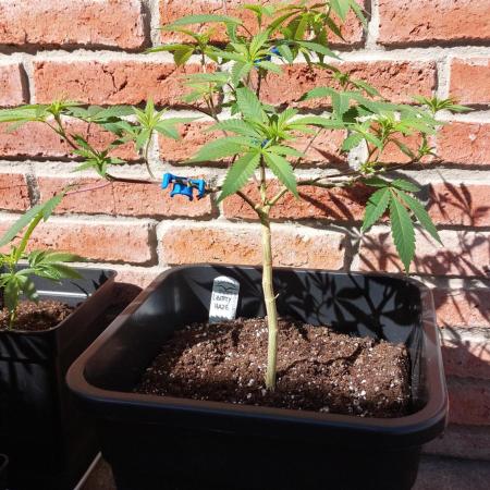 Liberty Haze Exterior