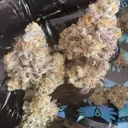 SOG: Oreoz Milkshake Fenotipo 1