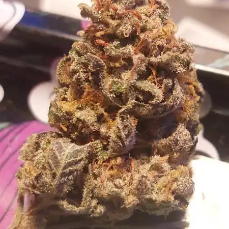 Bananas Frozen