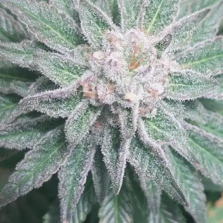 Cultivo Ciclo 13/11