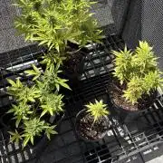 Mix auto - BSF y Dutch Passion