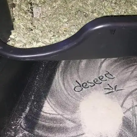 Cookies Kush: ciclo 13/11