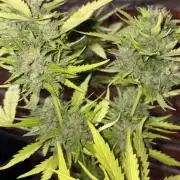 Mix auto - BSF y Dutch Passion