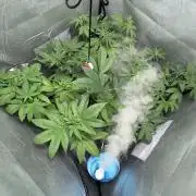 ultimo ciclo del año🌱💚