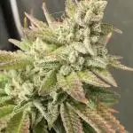 Cookies Kush: ciclo 13/11
