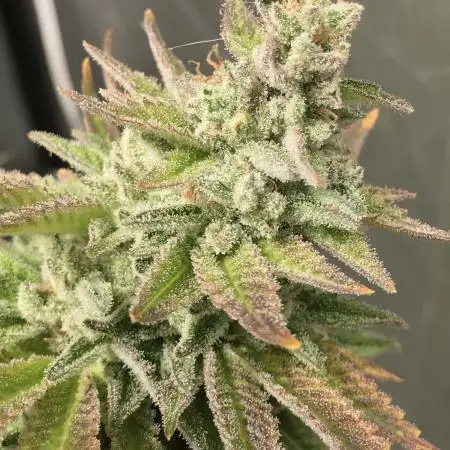 Cookies Kush: ciclo 13/11