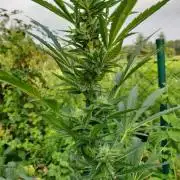 dont know what i'm doin