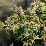 Super Skunk Sensi Seeds