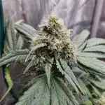 Another Runtz