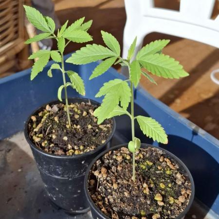 VGrow - Palestinian Princess F2