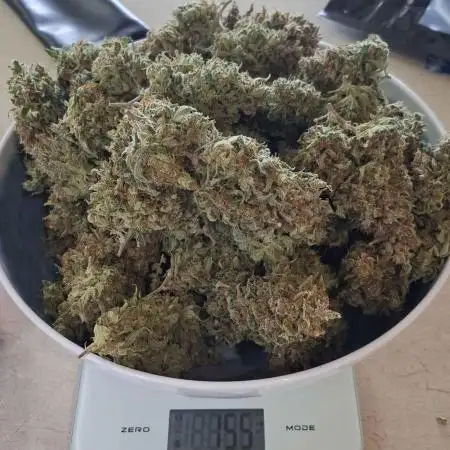 VGrow - Do-Si-Dos Automatic by RQS