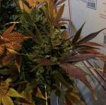 3rd grow 