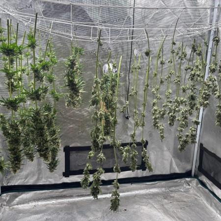 Seedstockers Tropical Zmoothie Fem.