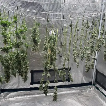 Seedstockers Tropical Zmoothie Fem.