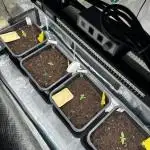 Seedstocker 2026 New Strains Beta Grower
