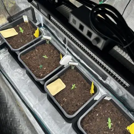 Seedstocker 2026 New Strains Beta Grower