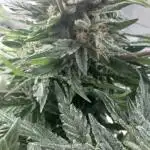 Perpetual grow Tower défonce