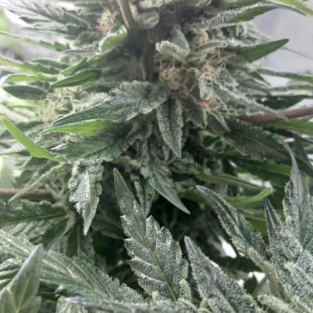 Perpetual grow Tower défonce