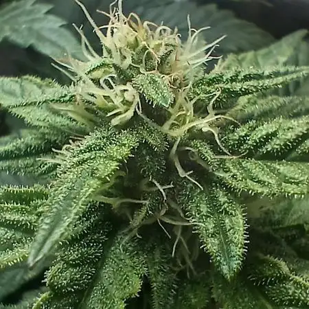 Perpetual grow Tower défonce