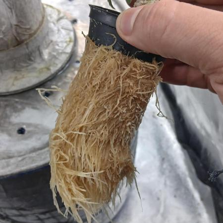 Perpetual grow Tower défonce