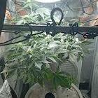 Perpetual grow Tower défonce