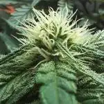 Perpetual grow Tower défonce