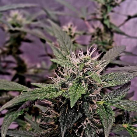 Fat Bastard auto first grow