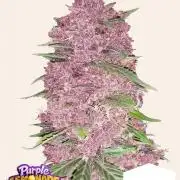 Mini Grow