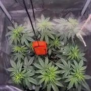 Blue Zushi Free Seed!